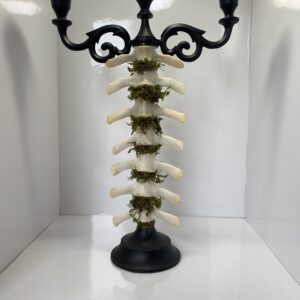 spinedelabrum01