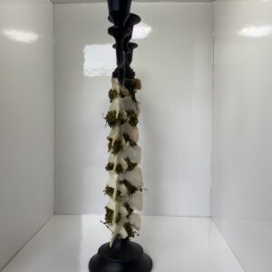 spinedelabrum03