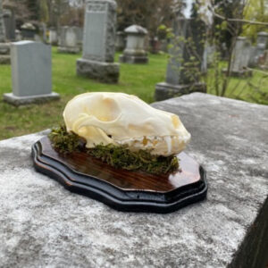 Fox Skull Mounted - Image 2