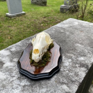 Fox Skull Mounted - Image 3