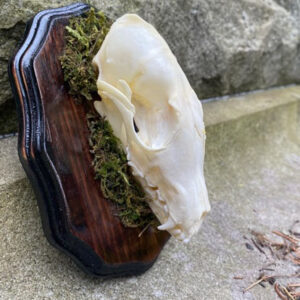 Fox Skull Mounted
