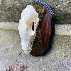 Fox Skull Mounted - Image 4
