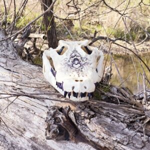 Brackish Croc
