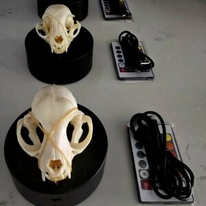 GRIDDLEBONE LADIES (LED SKULL LIGHTS - SOLD SEPARATELY)