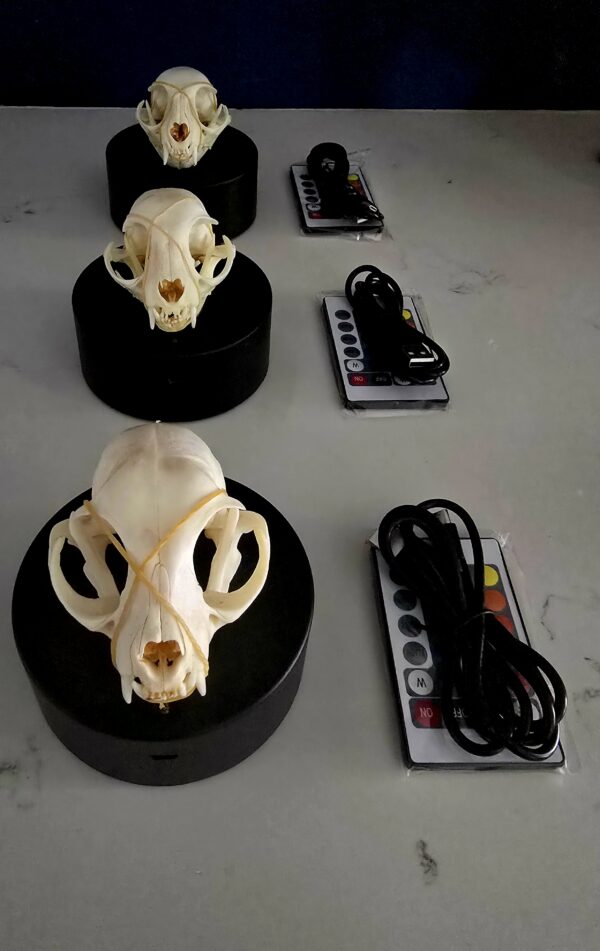GRIDDLEBONE LADIES (LED SKULL LIGHTS - SOLD SEPARATELY)