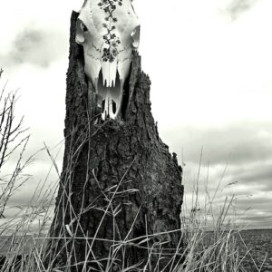 XVI THE TOWER WEB