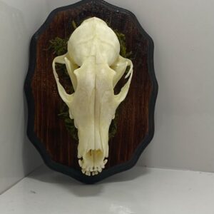 Fox Skull Mounted - Image 7
