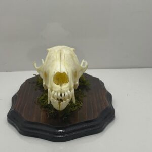 Fox Skull Mounted - Image 6