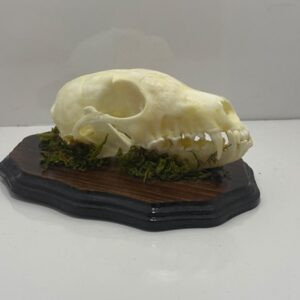 Fox Skull Mounted - Image 5